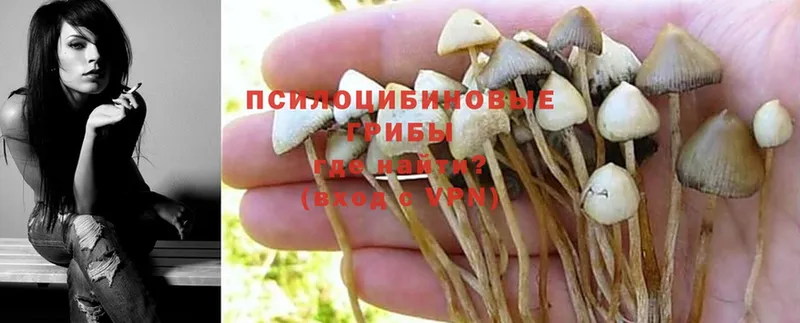 купить закладку  Починок  Галлюциногенные грибы Psilocybe 